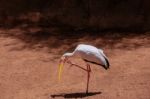 Fuengirola, Andalucia/spain - July 4 : Yellow-billed Stork (myct Stock Photo