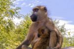 Baboons Portrait Stock Photo