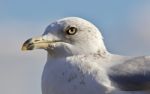 Beautiful Isolated Image Of A Gull And A Sky Stock Photo