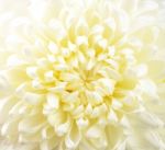 Chrysanthemum Stock Photo