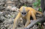 Dusky Leaf Monkey Stock Photo