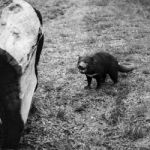 Tasmanian Devil Found During The Day In Tasmania Stock Photo