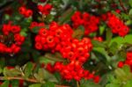 Ornamental Shrub Of Red Berries In Autumn With Raindrops Stock Photo