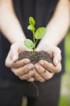 Hands Holding Seedleng Stock Photo