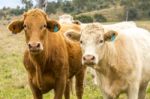 Country Cows Stock Photo