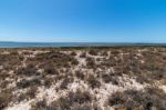 Vegetation On The Sand Dunes Of Ria Formosa Marshlands Stock Photo