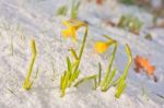 Daffodil Blooming Through The Snow Stock Photo