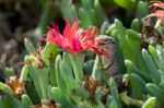 Atlantic Lizard (gallotia Atlantica) Stock Photo