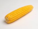 Corn Stock Photo