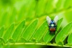 Fly Macro In Green Nature Stock Photo