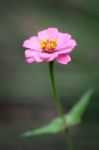 Pink Flower From The Garden Stock Photo