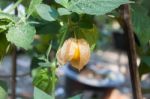 Cape Gooseberry On Green Background Stock Photo