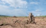 Tree Stump In Deforested Mountain Hill Stock Photo