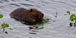 Beautiful Background With A Beaver Eating Leaves In The Lake Stock Photo