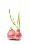 Shallots Stock Photo