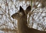 Beautiful Isolated Image With A Wild Deer In The Snowy Forest Stock Photo