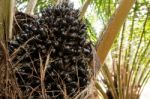 Oil Palm Fruits In The Palm Tree Stock Photo