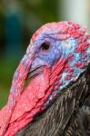 Closeup Head Of Male Wild Turkey Stock Photo