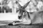 Kangaroo Outside During The Day Stock Photo