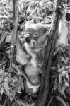 Koala In A Eucalyptus Tree. Black And White Stock Photo