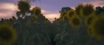 Sunflowers In A Field In The Afternoon Stock Photo