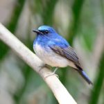 Male Hainan Blue Flycatcher Stock Photo