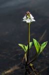 Bogbean (menyanthes Trifoliata) Stock Photo