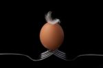 Chicken Eggs On Fork Still Life On Black Background Stock Photo