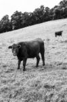 Country Cows Stock Photo