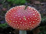 Fly Agaric's Head Stock Photo