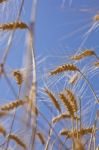 Wheat Field Stock Photo