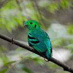 Male Green Broadbill Stock Photo