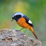 Male Daurian Redstart Stock Photo