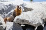 Marmot Stock Photo