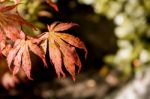 Japanese Red Maple Leaves. Autumn Fall Season Color Stock Photo