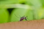 Mosquito Sucking Blood On Hand Stock Photo