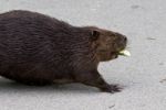 Isolated Close Image With A Canadian Beaver Stock Photo