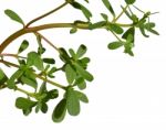 Purslane Stock Photo