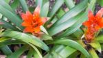 Guzmania Flowers Stock Photo