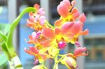 Moth Orchid Flowers,beautiful Red With Yellow Stock Photo