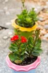 Kalanchoe Flowering Plant In Pot Stock Photo