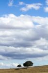 Lonely Trees And Cloudy Sky Stock Photo