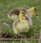 Beautiful Isolated Picture With A Chick Of The Canada Geese Stock Photo