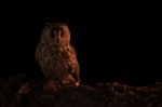 Long Eared Owl In Moonlight Stock Photo