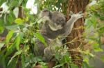 Koala By Itself In A Tree Stock Photo