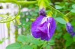 Butterfly Pea Flower Stock Photo