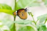 Orange Black Pattern Butterfly On Bunch Stock Photo