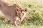 Lion  In Serengeti Stock Photo