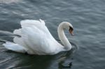 Swan On Lake Maggiore Piedmont Italy Stock Photo