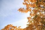 Tree With Yellow Leaves On A Sunny Autumn Day Stock Photo